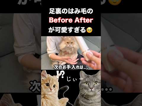 猫の足裏にバリカンを使った結果：かわいい肉球の秘密公開 サムネイル