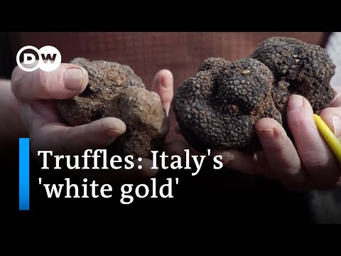 The big truffle business: Nothing without a good sniffer dog | Focus on Europe