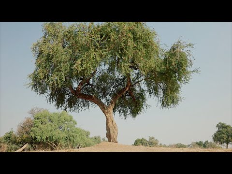 The Tree that Survives Without Rain | Earth’s Great Rivers II | BBC Earth