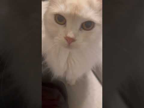【重大発表】うちの猫が『ごろん』を覚えました
