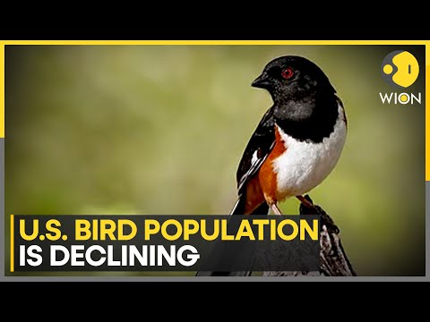 US Bird Population Declining Rapidly Due To Habitat Loss | World News | WION