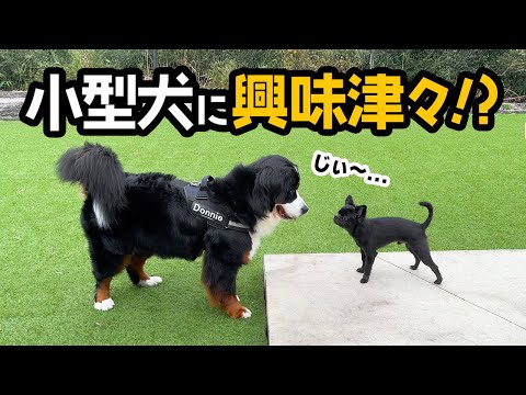 消極的などんちゃんが小型犬に興味津々！【1歳4ヶ月バーニーズ】