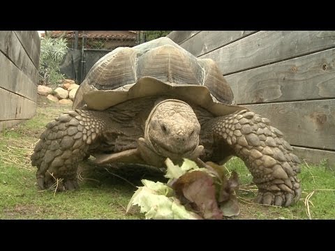 Amazing Animal Facts!: Turtle Power - UCPIvT-zcQl2H0vabdXJGcpg
