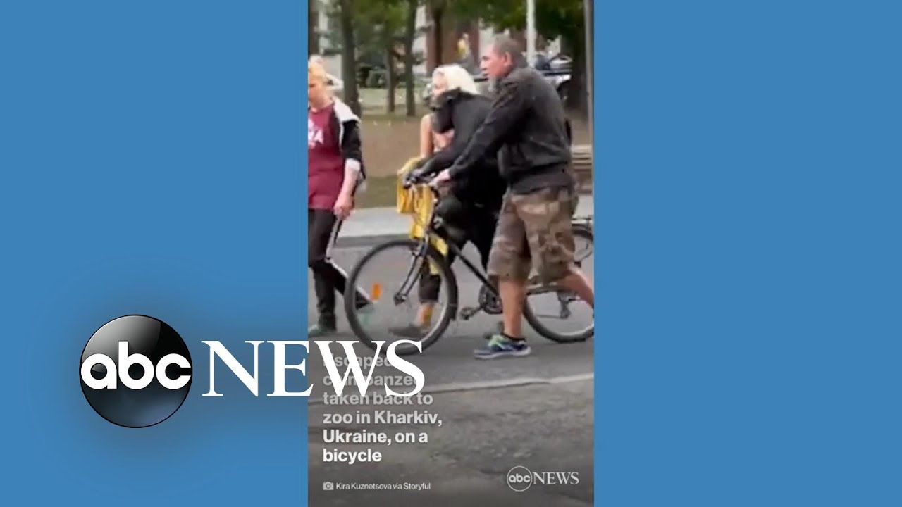 Escaped chimpanzee taken back to zoo in Kharkiv, Ukraine, on bicycle