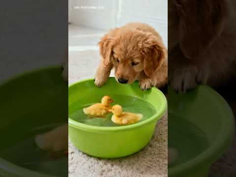 It's amusing to see a puppy teasing a duckling #puppy #ihavethisthingwithplants