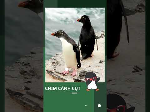 CHIM CÁNH CỤT BẬC THẦY VỀ SỰ CHUNG THỦY TRONG TÌNH YÊU #shorts #animals