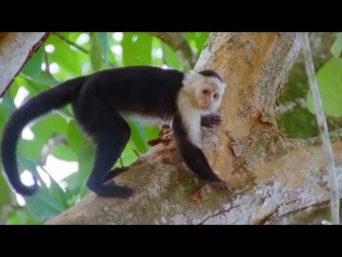 Capuchin Monkeys | Wild Caribbean | BBC - UCwmZiChSryoWQCZMIQezgTg