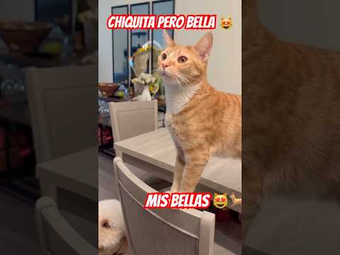 Ella 😻es chita pero bella y su fiel hermanita 🐕🫶