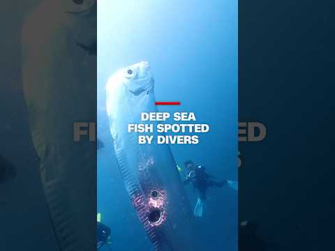 Deep sea fish spotted by divers