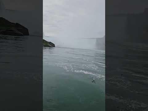 Seagulls - Niagara Falls Part 5
