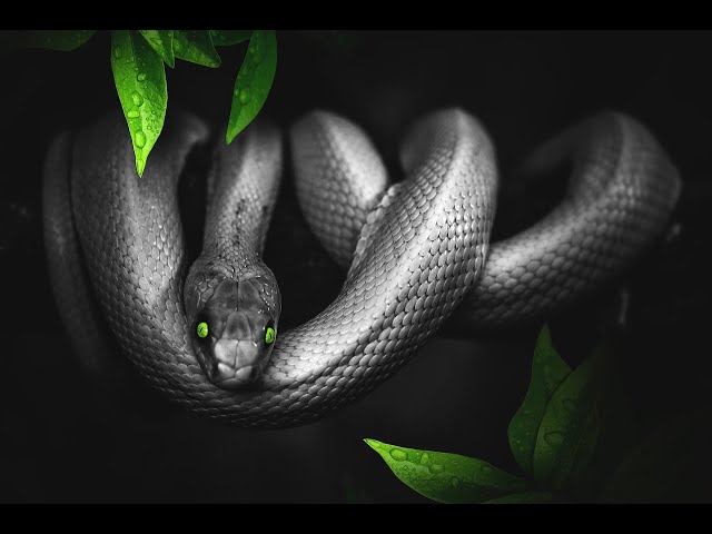 What Does It Mean To Dream About A Black Snake?