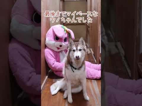 大型犬が3頭いる廊下で着ぐるみが道を塞いでたら…#shorts