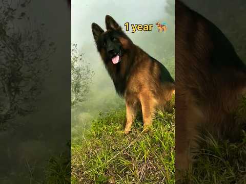 one month 🐶 to 1 year German shepherd dog transformation #feed#transformation #dog#love #lovesong