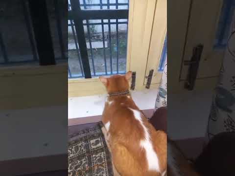 शेर डर रहा है बंदर  से #खिड़कीकेउसपार#बंदर #comedy #viral #cuteanimal #लाइफ #स्टाइल #cute #funny 🐶🐒🐵