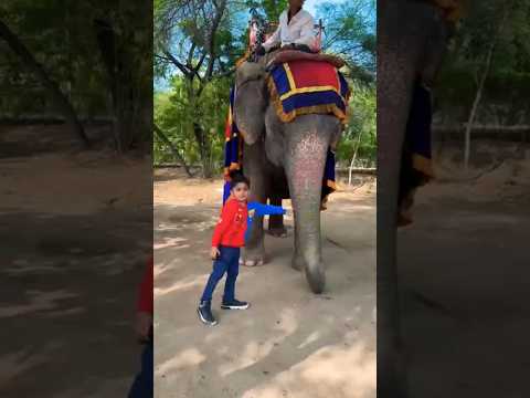 🐘💖 Little Explorer’s Elephant Day!” 🌿✨ #elephant #shortvideo #tags
