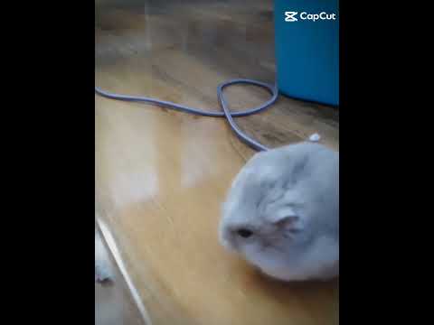 #dwarfhamster    cloudy