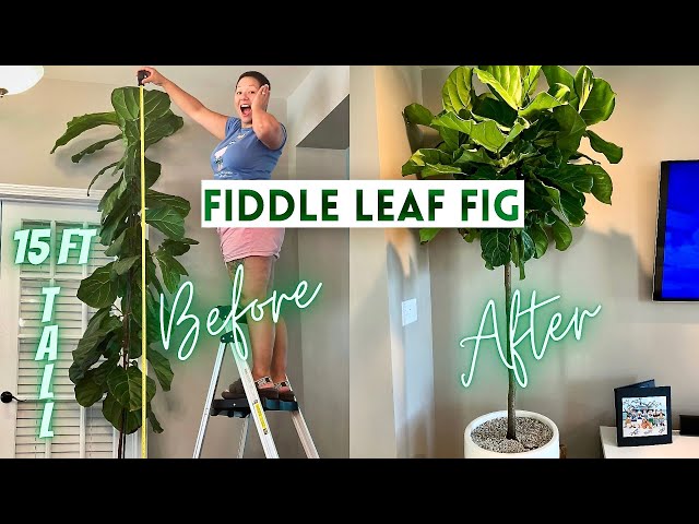 How to Prune a Fiddle Leaf Fig - HayFarmGuy