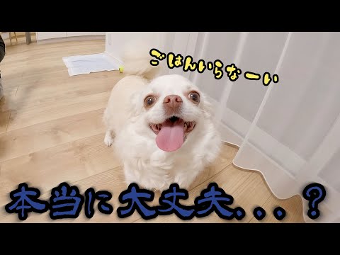 ご飯に見向きもしない実家犬が心配すぎる