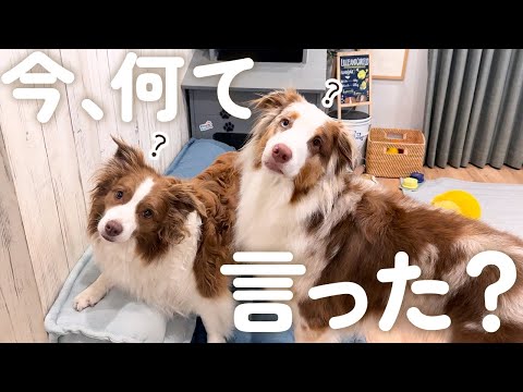 遊んでる途中に突然話しかけたら犬達の反応が可愛すぎました😂【ボーダーコリー・オーストラリアンシェパード】