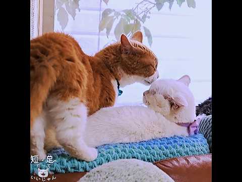 どの男子猫と一番合ってるの？　#白猫 #マンチカン #短足