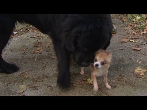 Dog thief thwarted by Chihuahua - UCuFFtHWoLl5fauMMD5Ww2jA