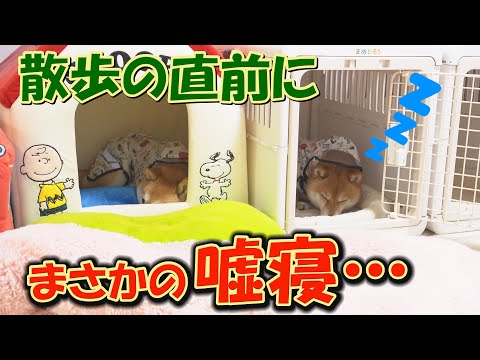 大嫌いな雨の日のお散歩に、拒否柴を発動する柴犬達が可愛すぎました♥ サムネイル