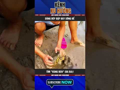 DÙNG DÉP ĐẬP ĐÁY SÔNG ĐỂ TÌM "VÀNG ĐEN" (BA BA)!