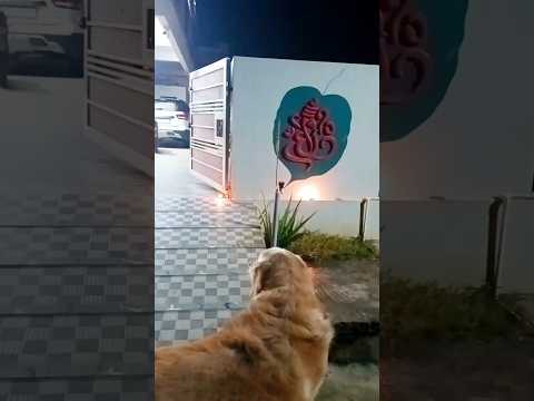 🐕వాడి expression  చూడండి 😂😂/#funnyanimal #pets #funnydog