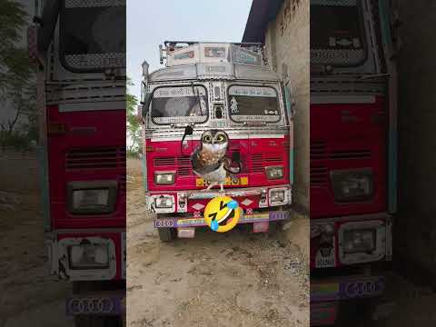 🦇funny owl dancing #owl #dance#catdance #cat #funny #memes #love #comedy #viral #shorts