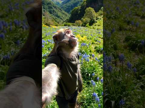 🌸 Bantoo Bhai In Flower Valley… Par Bill Ne Laga Di Watt 💀😂 #monkeyvlog #funny #aimonkeyvlog