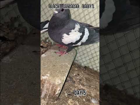 Pigeon baby’s #shorts#reels#pigeon#kabutar#hatching#egg#pigeonbreeding