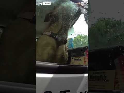 Dog in hot truck while owners at beach