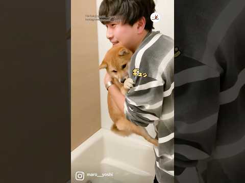 猫の動画サムネイル - お風呂が苦手すぎてパパに抱きつくワンコ｜PECO
