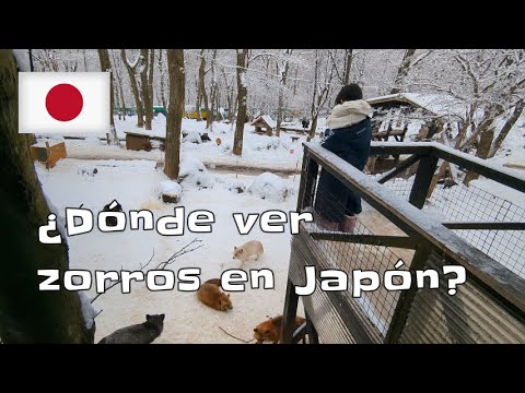 ¿Dónde ver zorros en Japón"