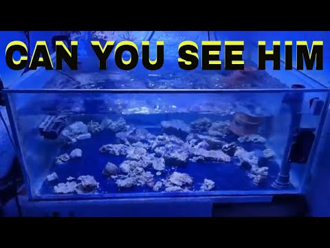 Welsh Rockpool Aquarium. Can you please like share subscribe and hit the bell as it will help the Algorithms find this channe