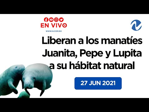 EN VIVO: Liberan a los manatíes Juanita, Pepe y Lupita a su hábitat natural