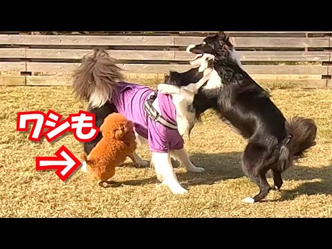 大型犬のプロレスに参戦した小型犬の末路…涙