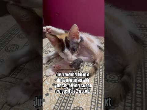Don’t get upset with them, they’re just babies 🥺🥺 #pets #cat #kitten #calicocat #trending