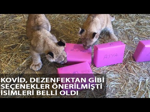 Yılın İlk Yavru Aslanları İsimlerini Seçti