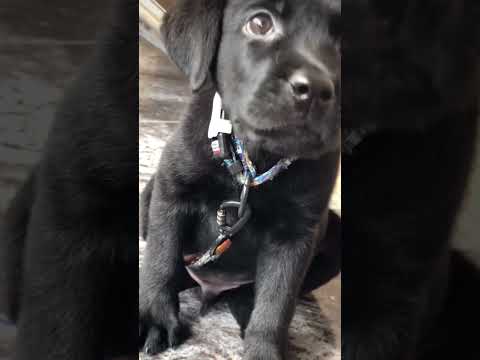 #DogLovers #CuteDog #FunnyDogs #DogViral #DogVideo #PuppyLove #PetViral #DogLife #InstaDog #DogTok