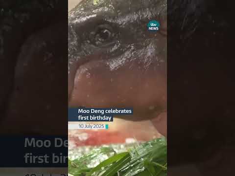 The world's favourite pygmy hippo Moo Deng has celebrated her first birthday | ITV News