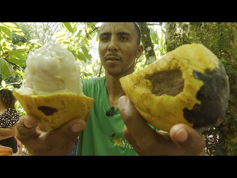 Caminhos da Reportagem | Riquezas da Nossa Terra: Sorria, é cacau da Bahia!