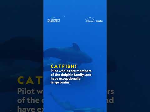 How many of you got “catfished?” 🦈 #SharkFest