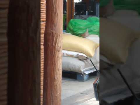 palomas tobando a plena luz del día