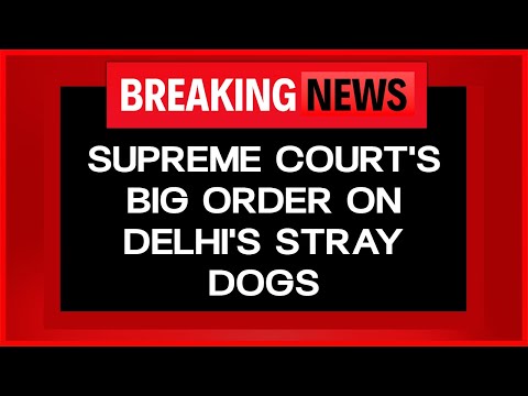 Supreme Court LIVE | Supreme Court's Big Order On Delhi's Stray Dogs