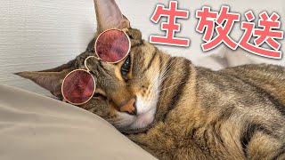 動画サムネイル