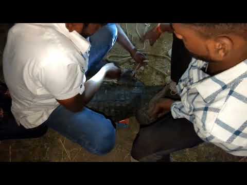 10 फीट लंबा व 80 से 100 किलो वजनी मगरमच्छ का किया रेस्क्यू 🐊