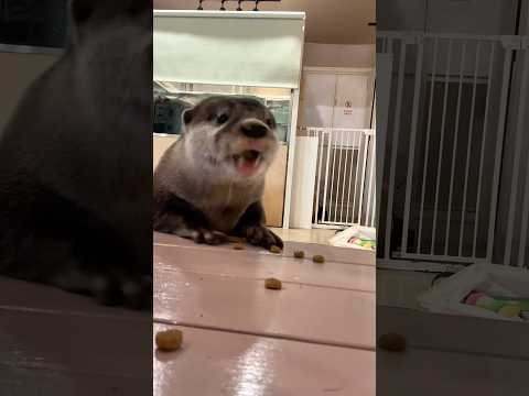 足が短いカワウソぼぶりん #shorts