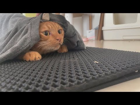 飼い主を纏いし茶猫