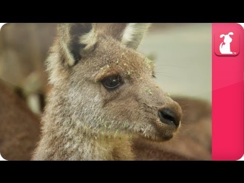 Bindi & Robert Irwin feature - Kangaroos (Amy) - Growing Up Wild. - UCPIvT-zcQl2H0vabdXJGcpg